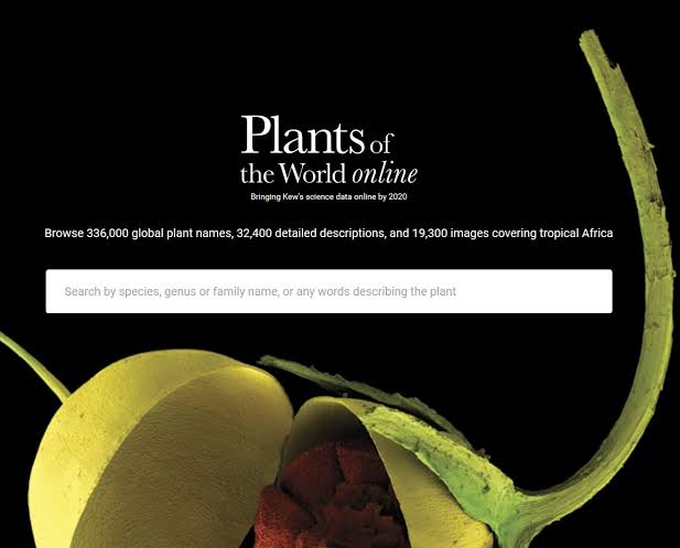 Plants of the World Online
