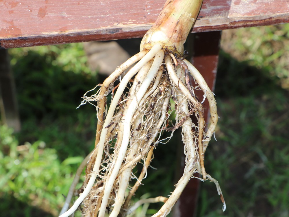 Bioestimulantes en plántulas de plátano