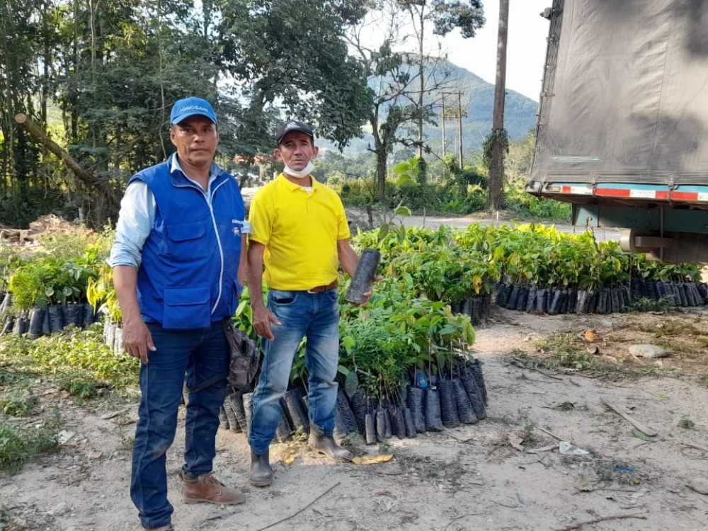 AGROSAVIA Entregó 2 Mil Árboles Maderables Y 40 Mil Plantas De Cacao En El Catatumbo2 AGROSAVIA
