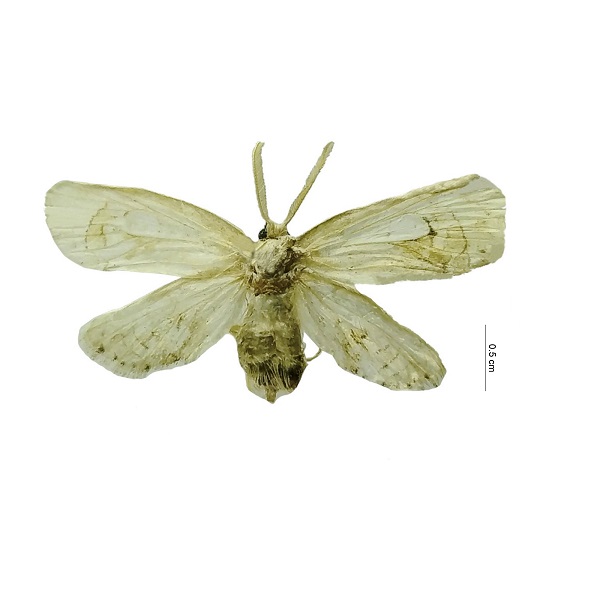 Arrhenophanidae