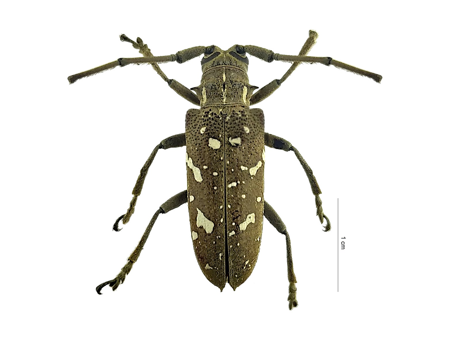 Hammatoderus thoracicus (White, 1858)