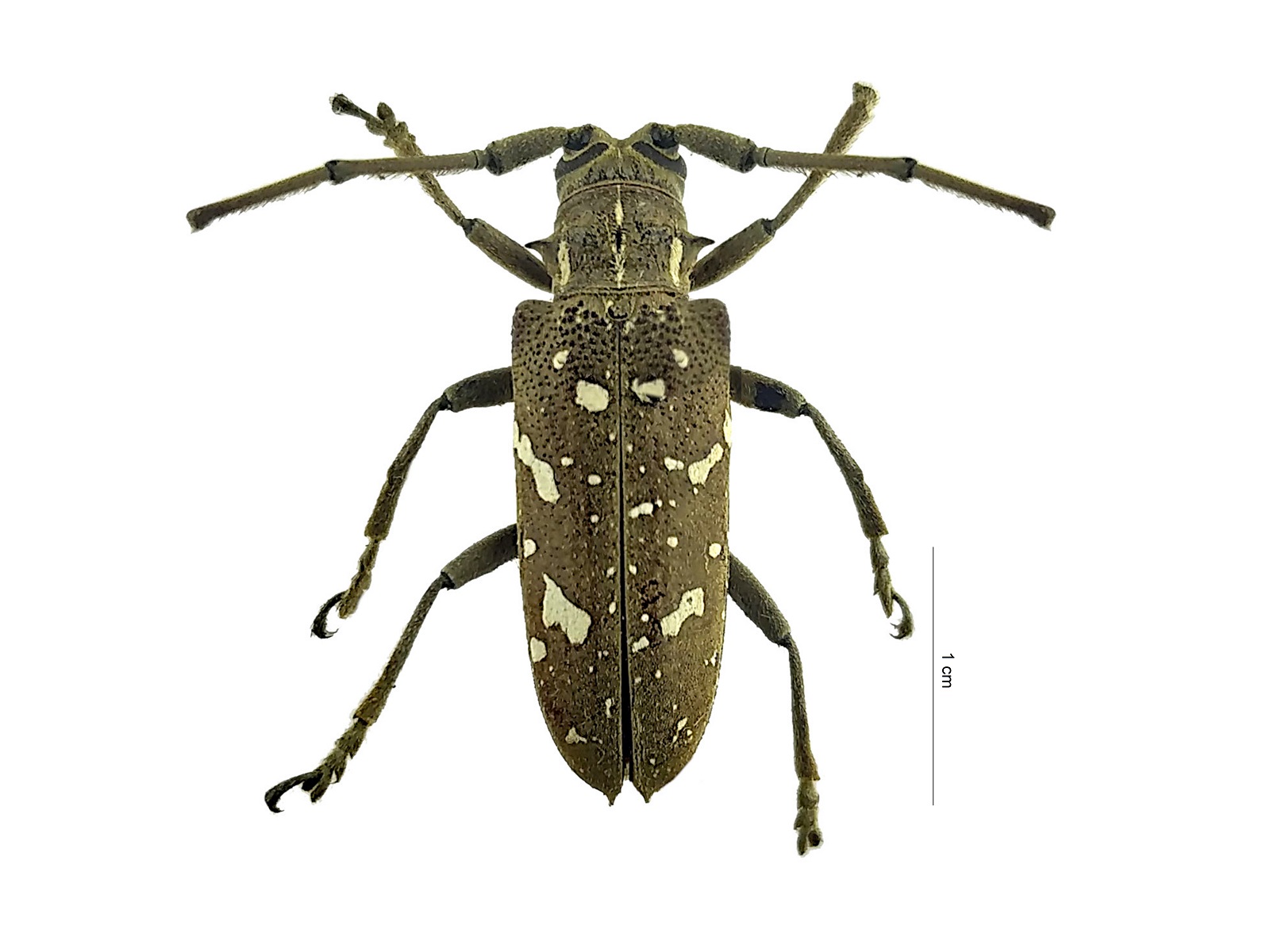 Hammatoderus thoracicus (White, 1858) 