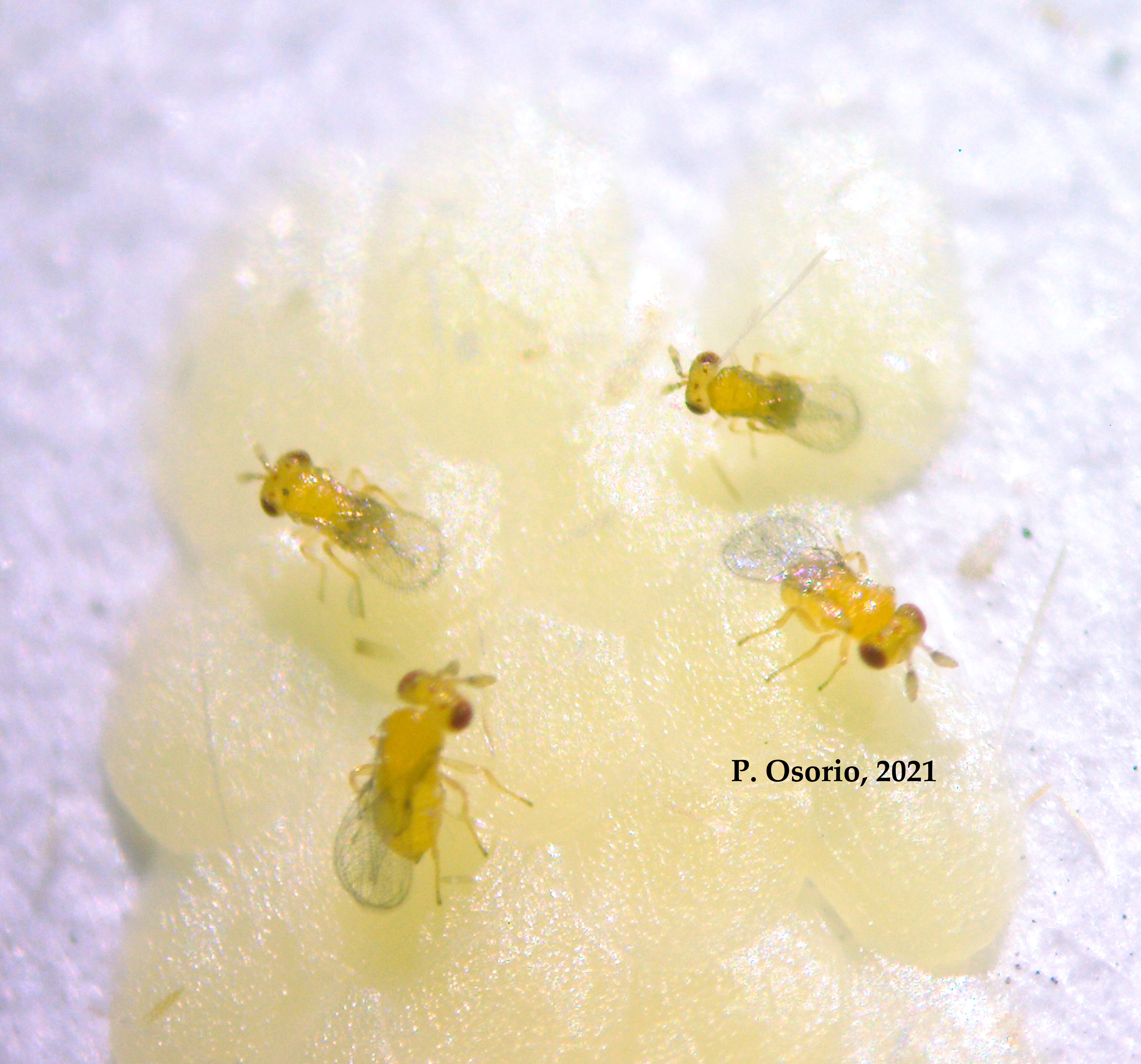 Trichogramma Exiguum P. Osorio 2021