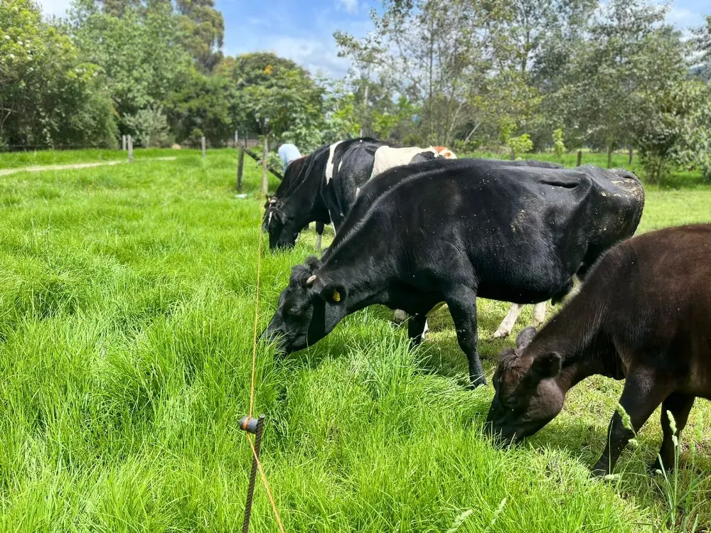Improve Milk Production with a Balanced Diet