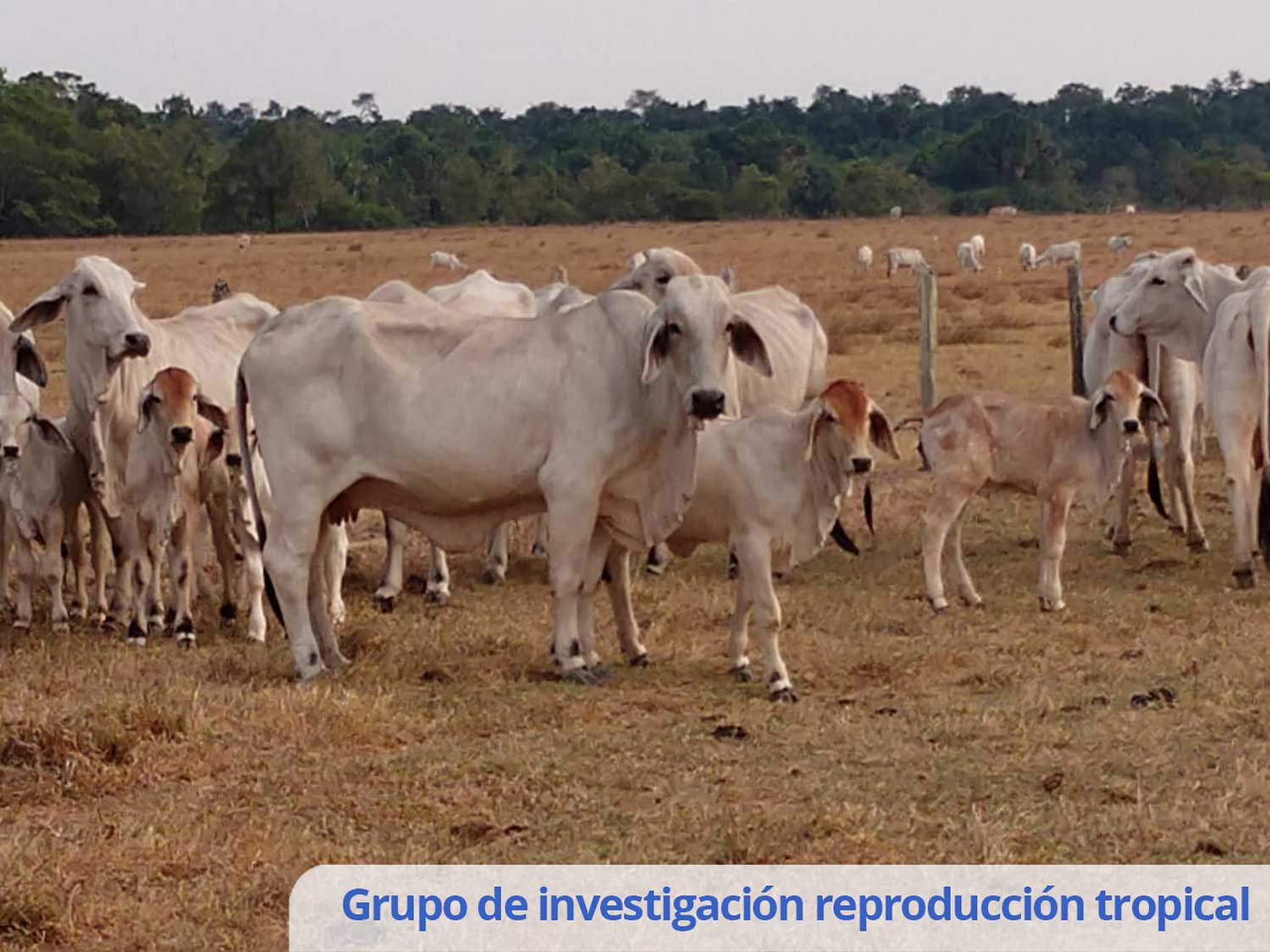 Grupo De Investigación Reproducción Tropical (4) (1)