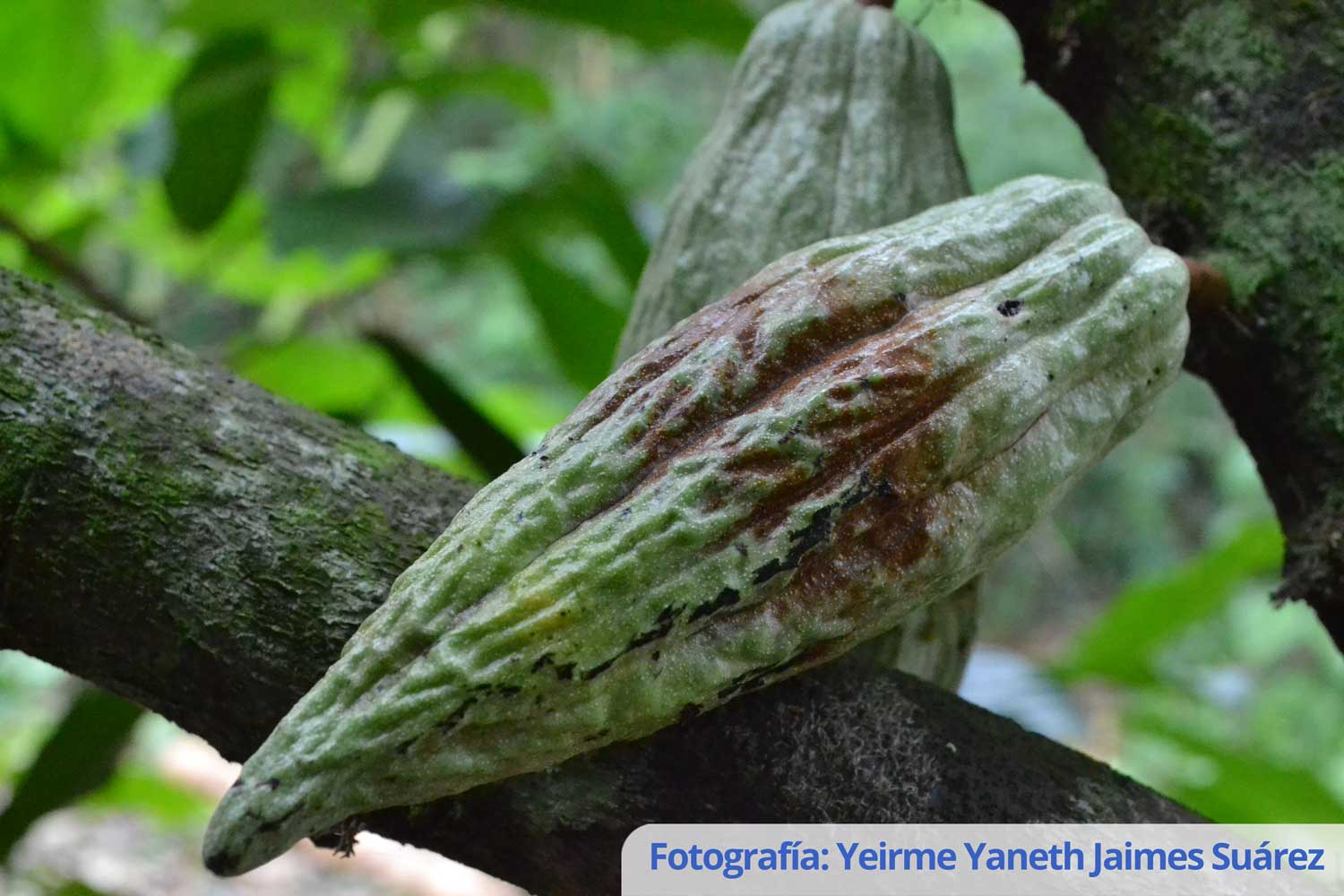 Esquema para el manejo integrado de la moniliasis en cacao