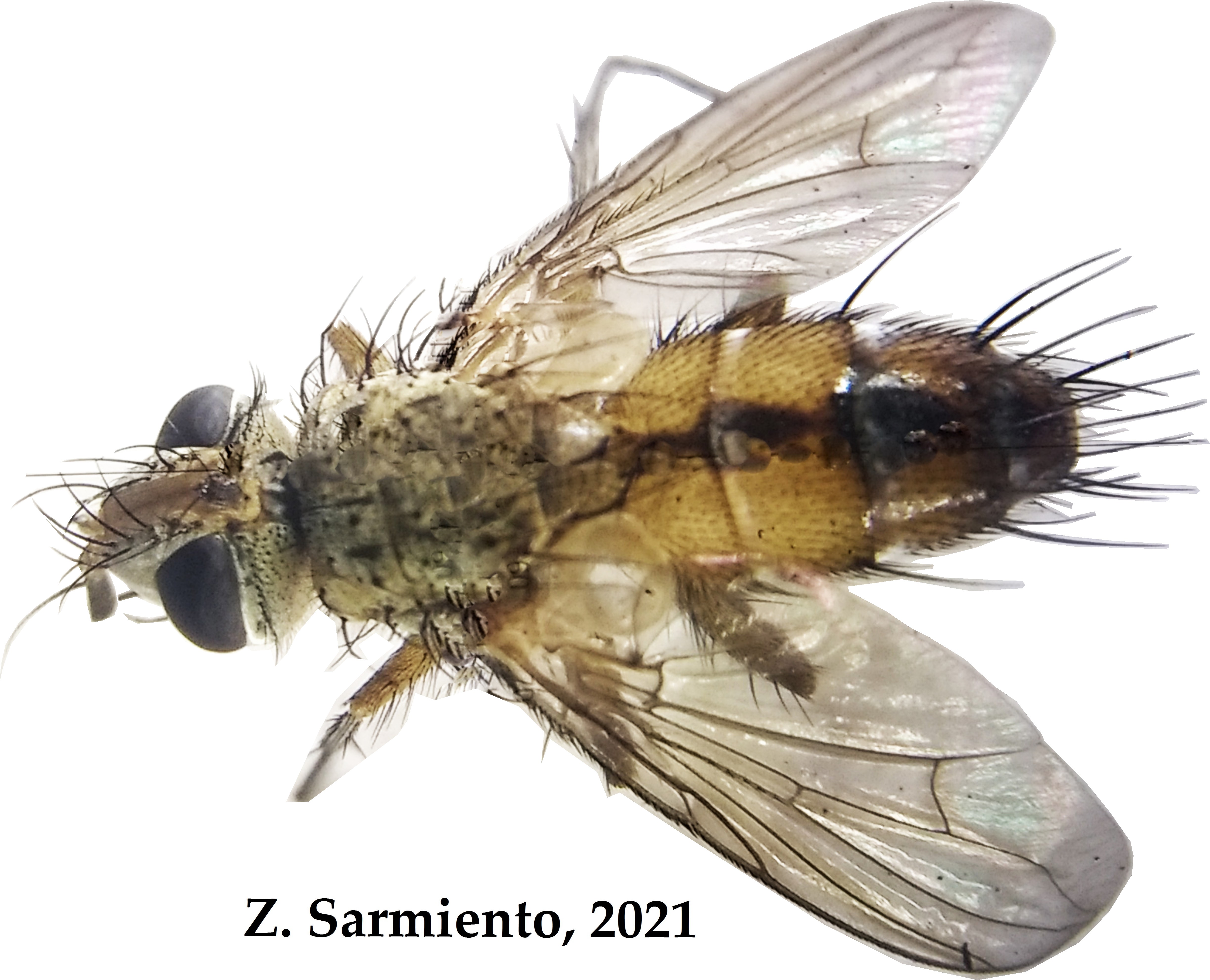 Genea Jaynesi Parasitoide Z. Sarmiento 2021