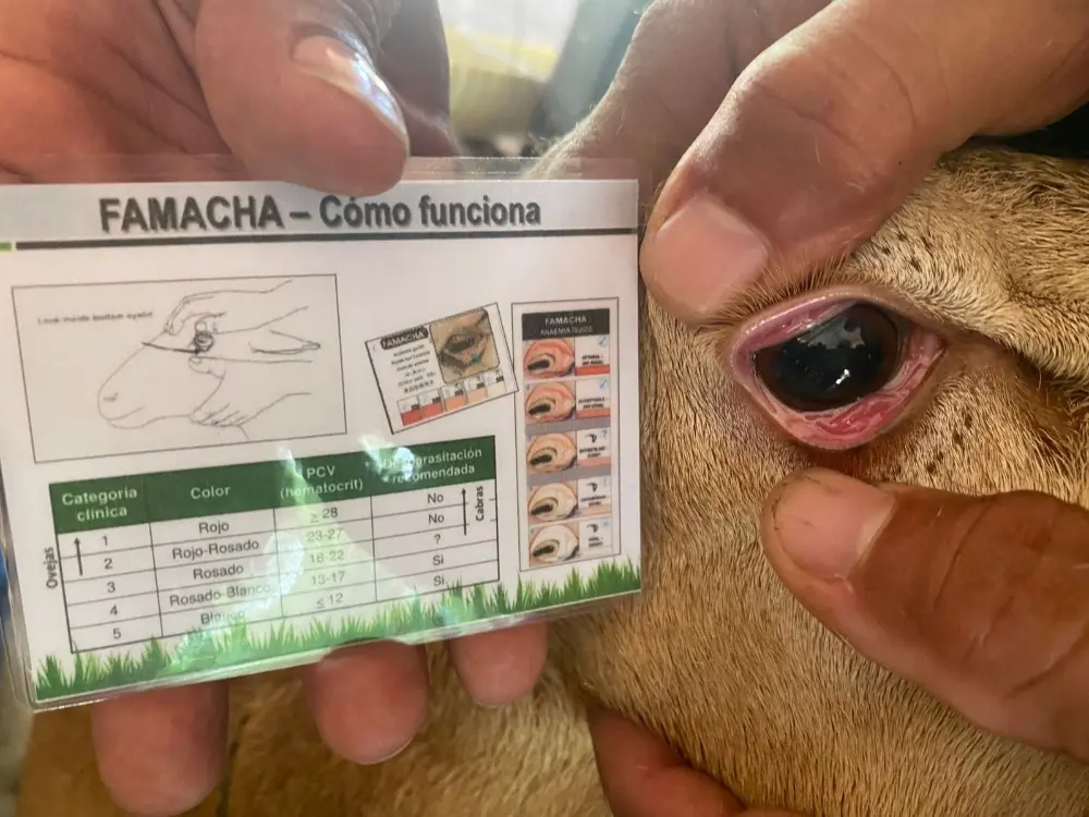 Promotoría Campesina Ovino Caprina3 Fotor Webp