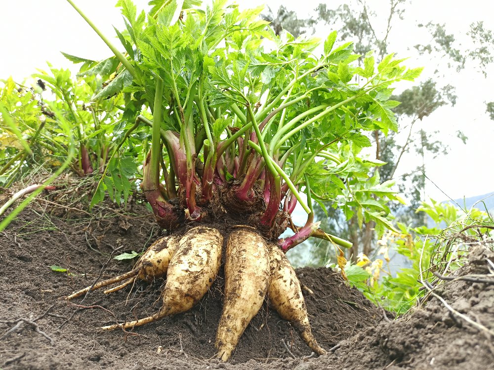 Cuánto cuesta la semilla, llévela que cuesta mucho, pero no le vale nada