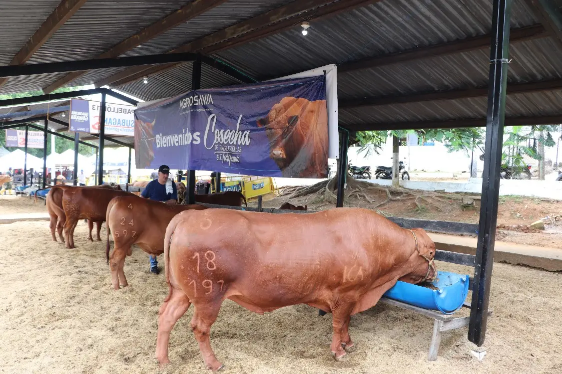 27 Romosinuano specimens from Turipaná will be on display at the Livestock Fair