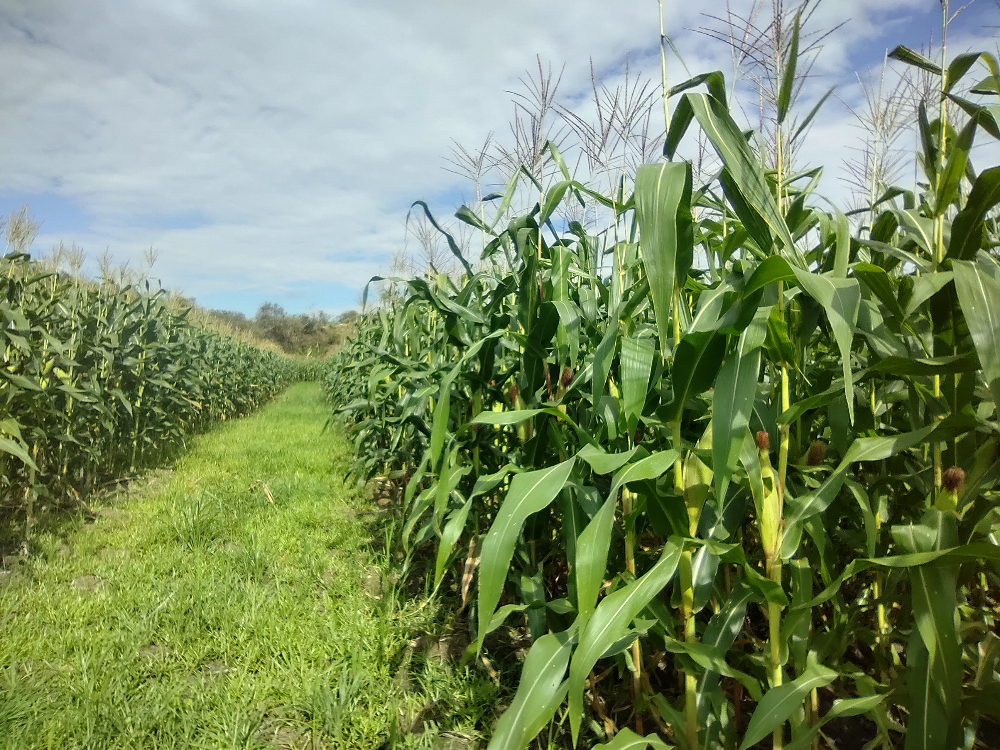 Achaparramiento del maíz un problema serio, para una solución con ciencia