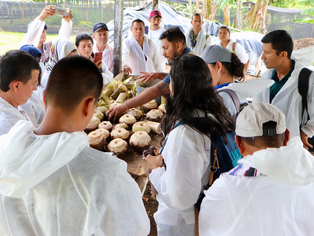 Dia Campo Plátano4 AGROSAVIA