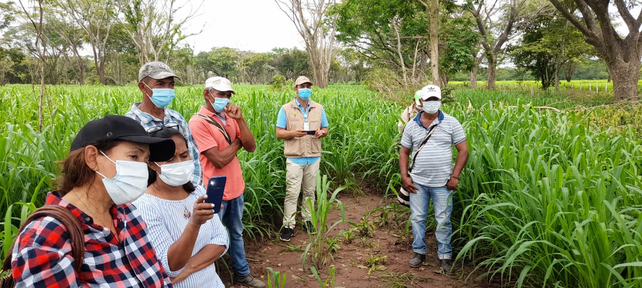 Productores Del Caribe Y Santaderes Resaltan Los Avances Agropecuarios De AGROSAVIA3