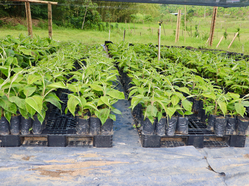 Bioestimulantes9 AGROSAVIA