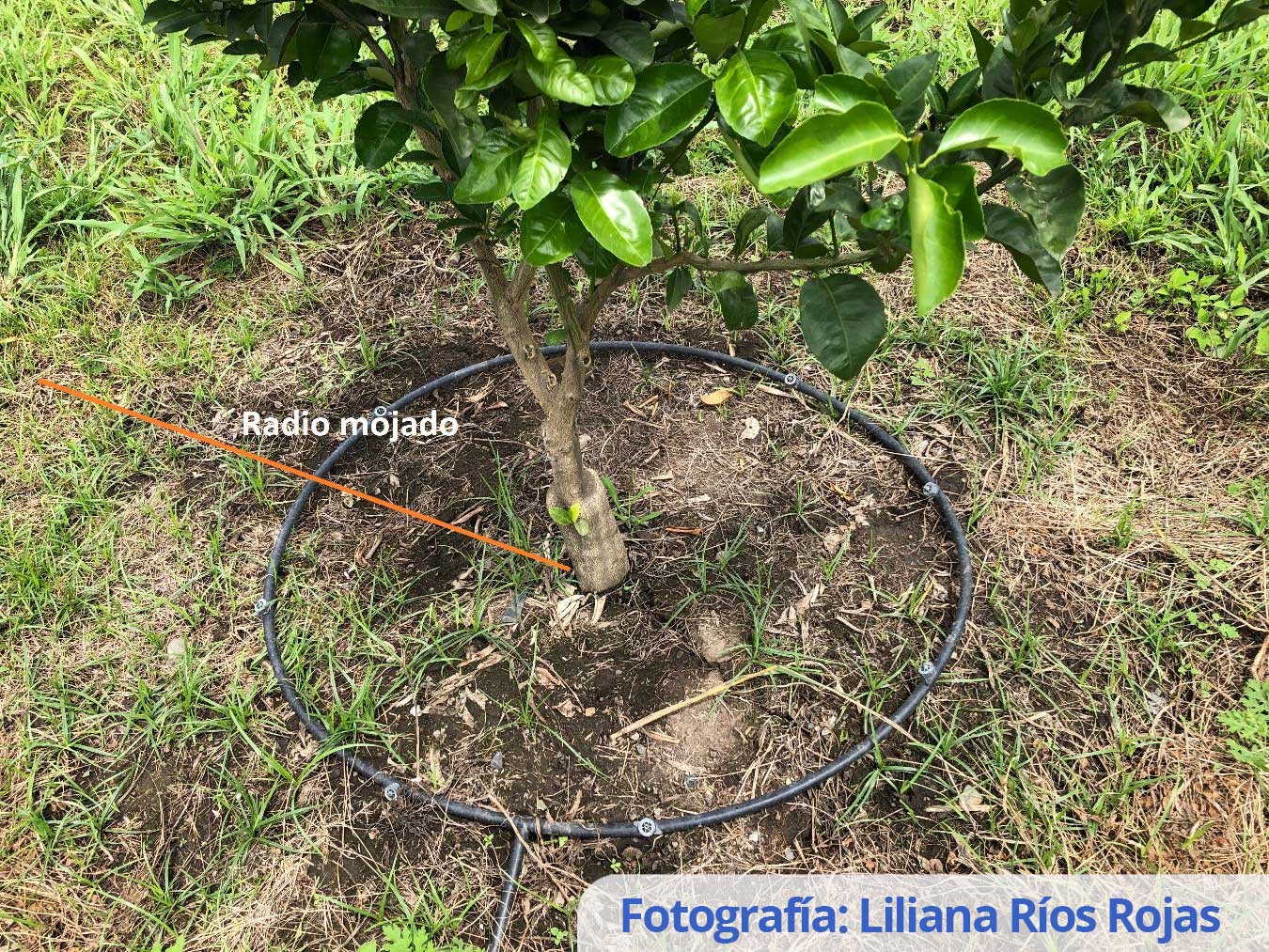 Recomendaciones de manejo del agua y la nutrición para la producción sostenible de lima ácida Tahití  de clima tropical lluvioso