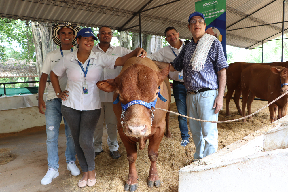 Romosinuano, the Creole breed that stole the show at the National Livestock Fair