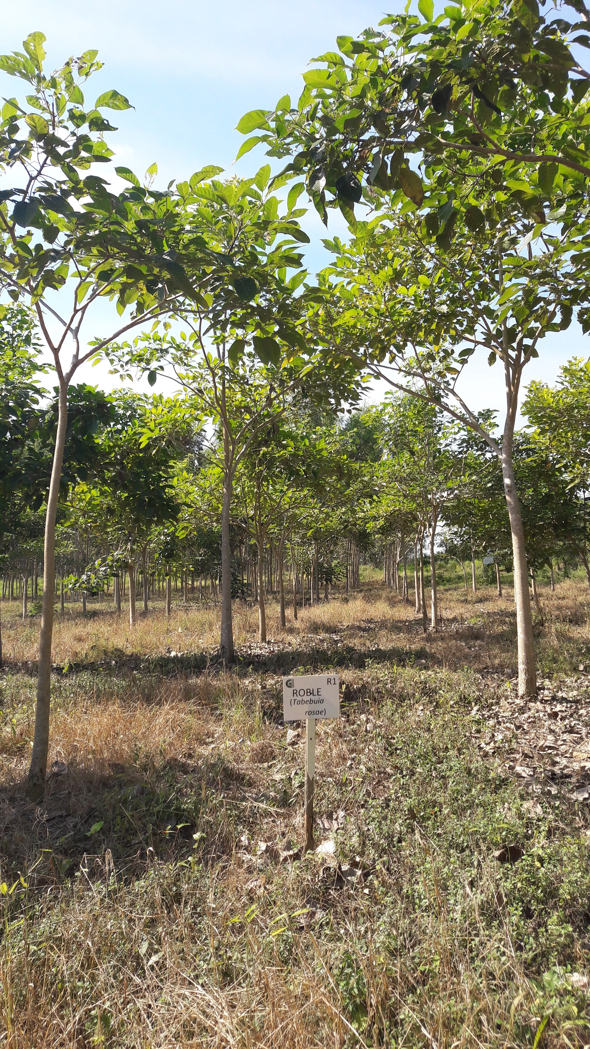 <p><em>Tabebuia rosea</em> (Bertol.) Bertero ex A.DC</p>