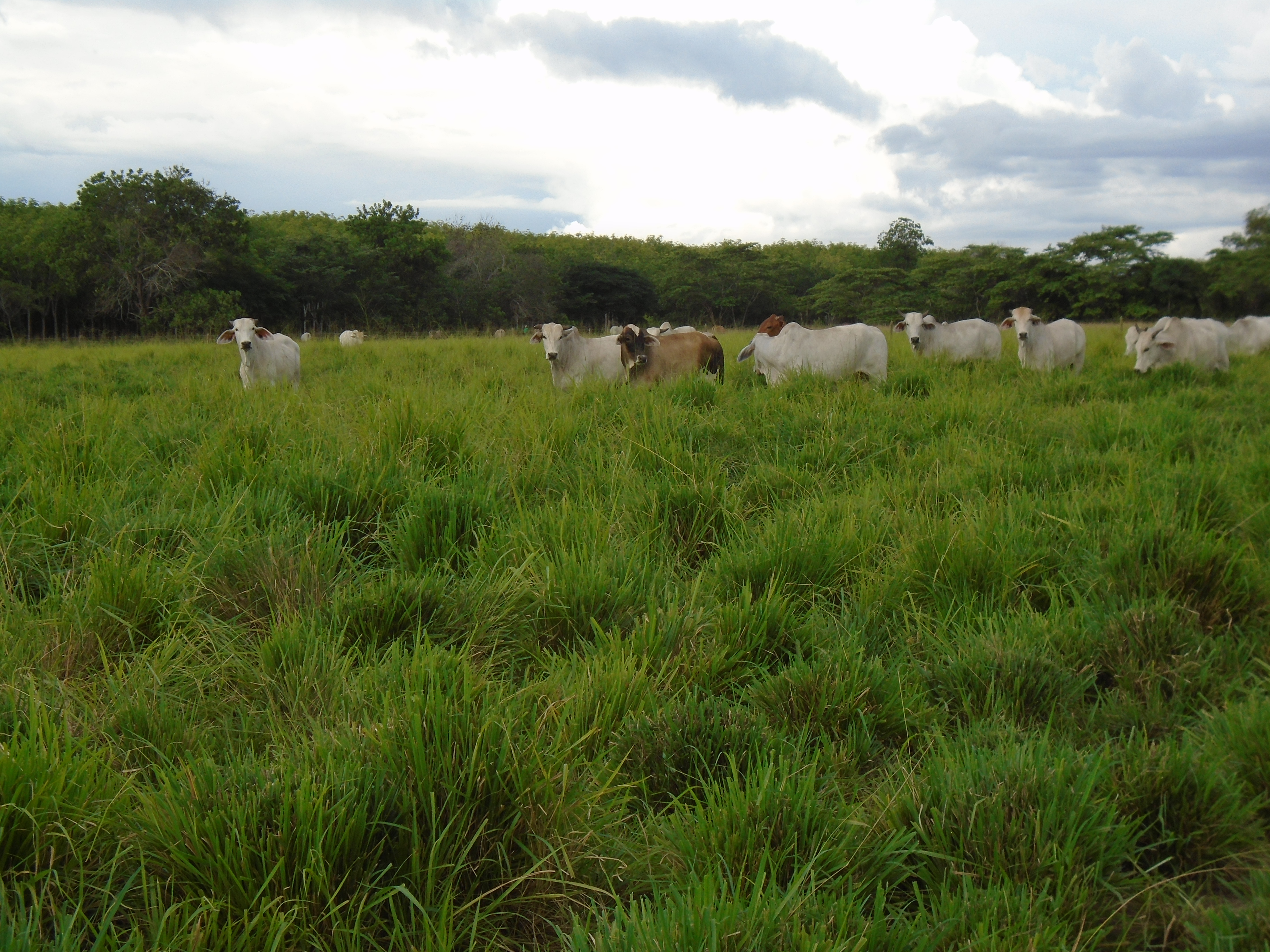 Manejo del pasto Megathirsus maximus CIAT 16019 cv Massai en la Orinoquia colombiana.