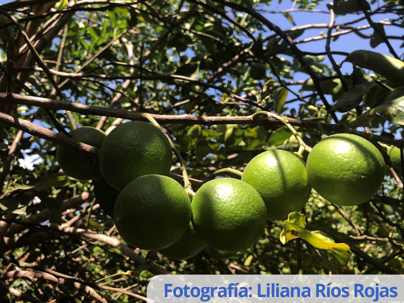 Recomendaciones de manejo del riego y la nutrición para huertos de lima ácida Tahití  de clima seco tropical.