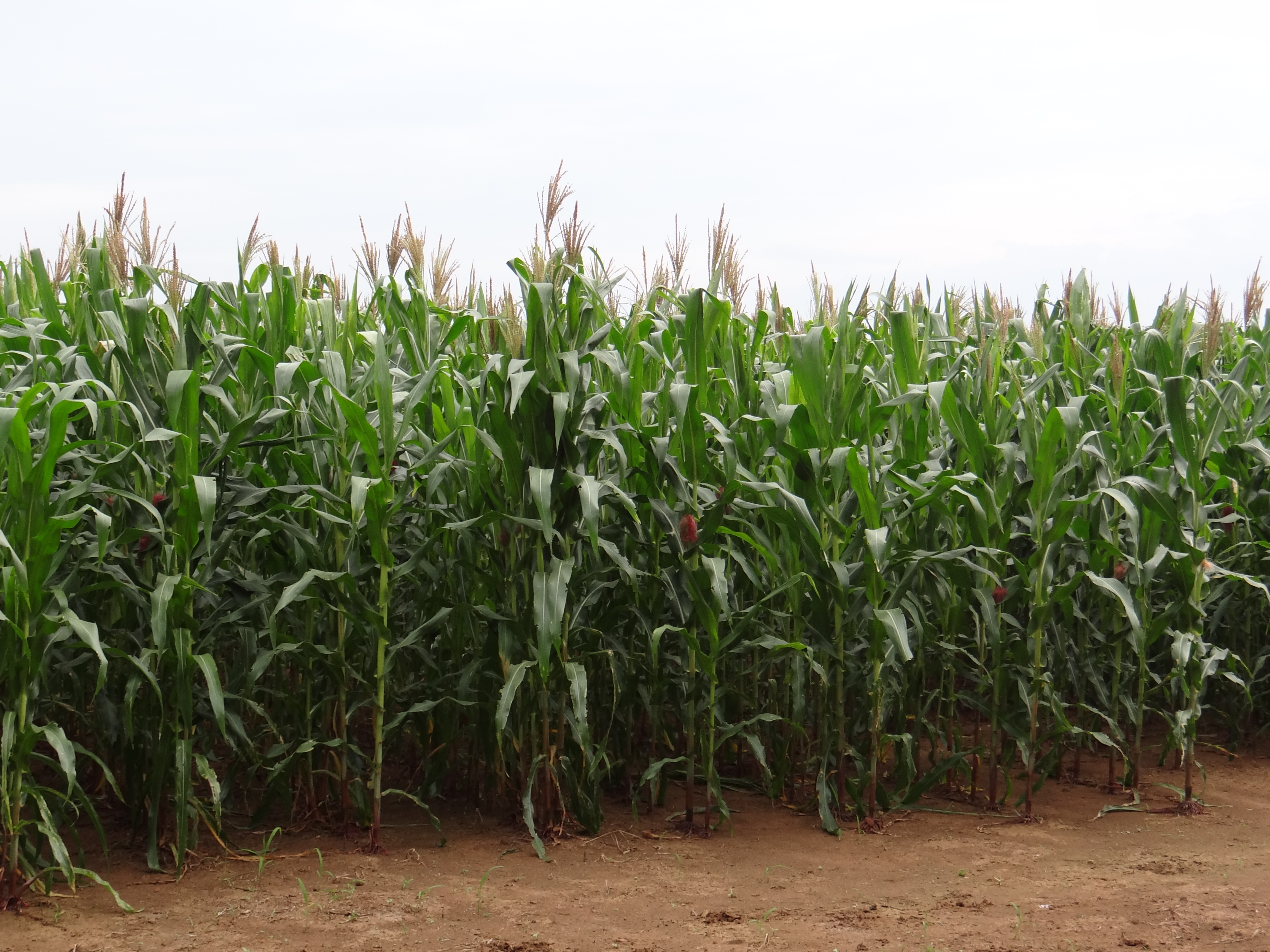 Biofertilizante Monibac®- Maíz