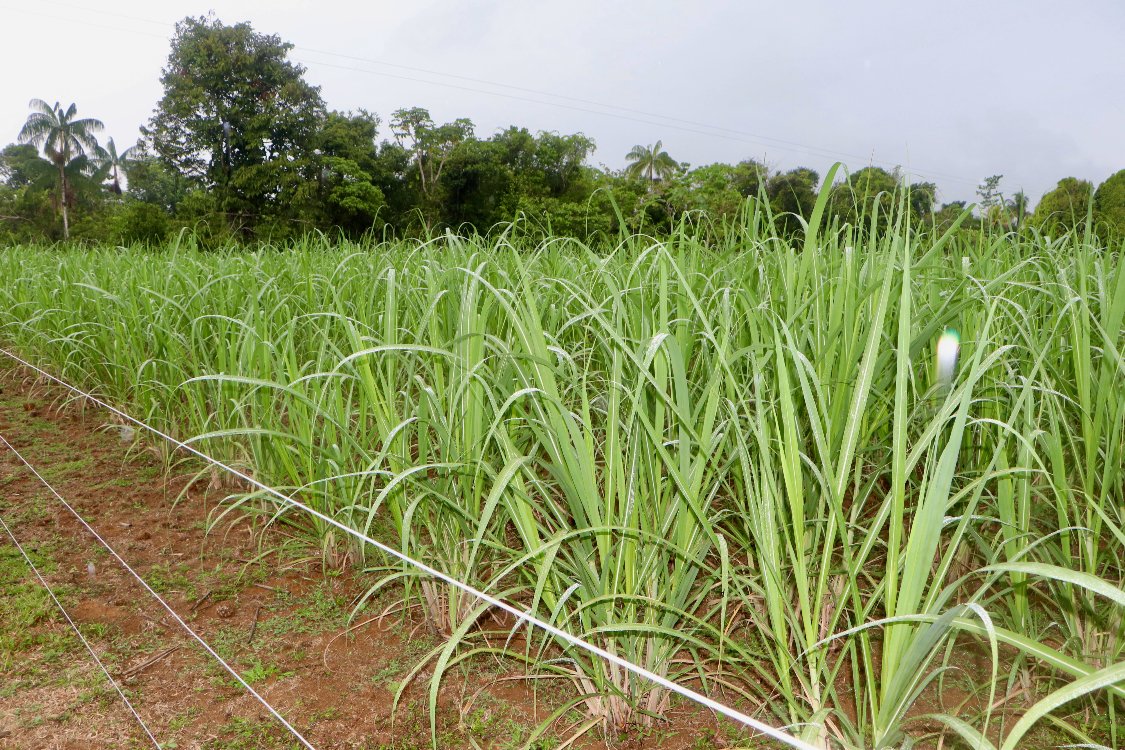 Plan Semilla Caña Certificación3 AGROSAVIA