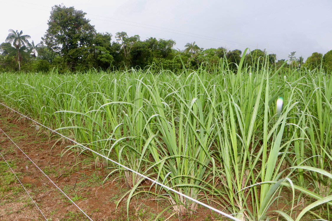 Plan Semilla Caña Certificación3 AGROSAVIA