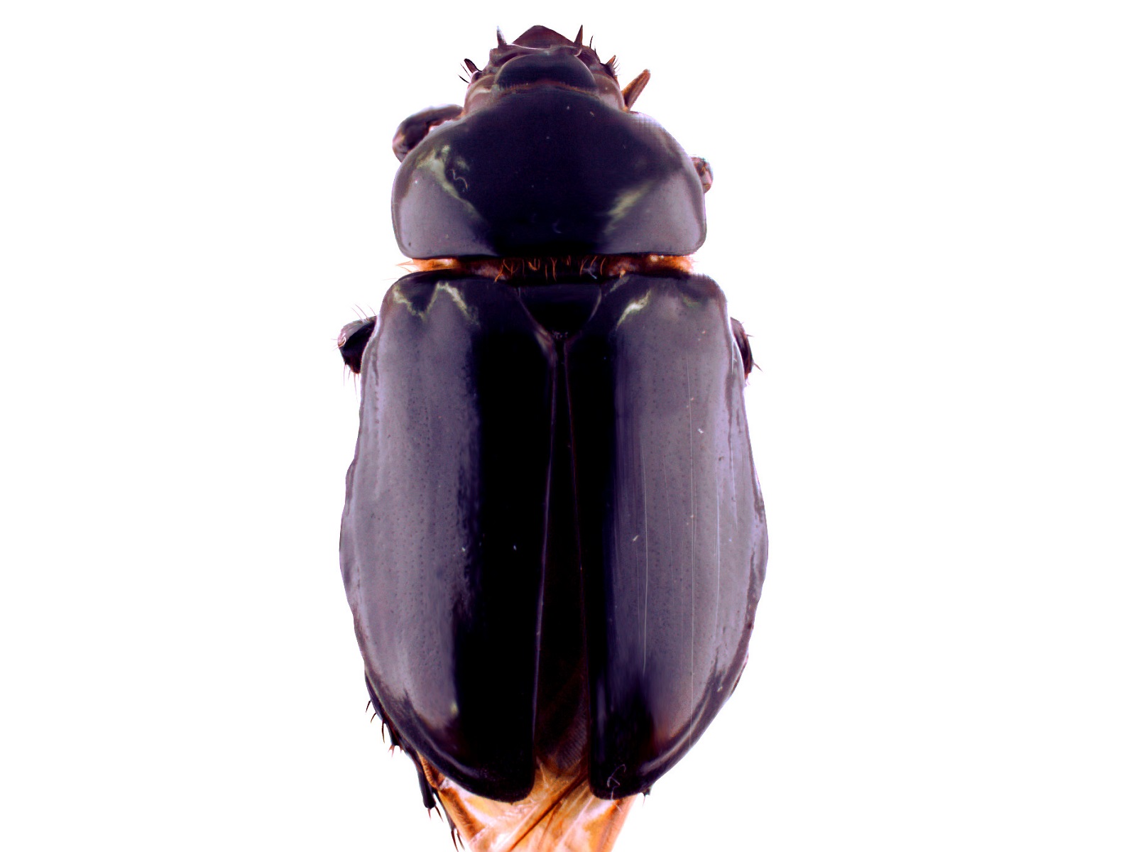 Ancognatha scarabaeoides Erichson, 1847 