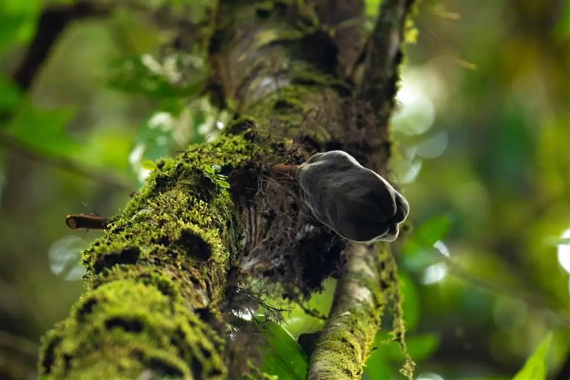 20 % of Colombia’s Cocoa-Growing Areas Could Be Lost by 2050