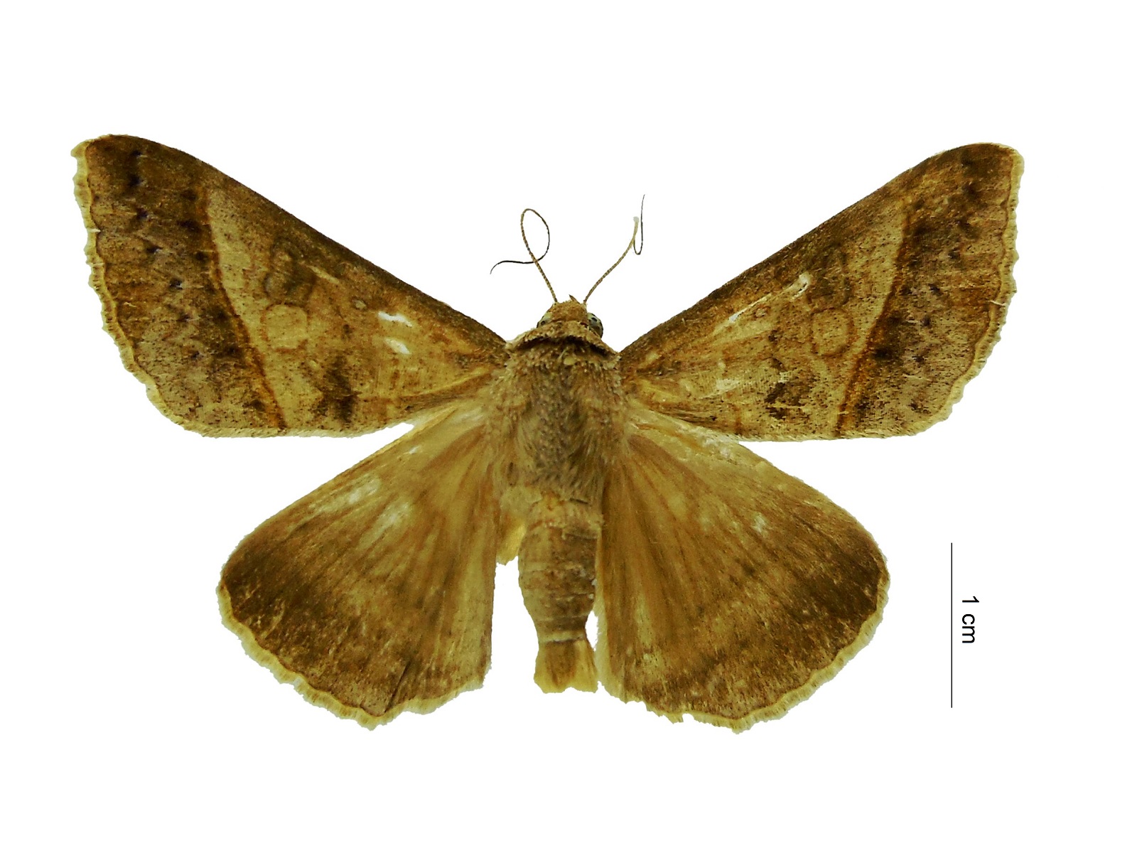 Mocis spp. 