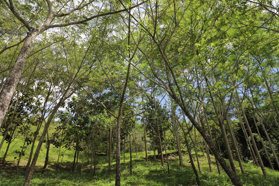 AGROSAVIA y la Gobernación de Santander unen fuerzas por la reforestación