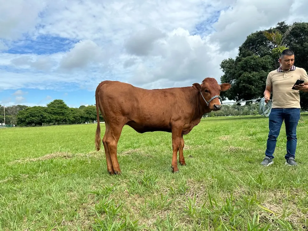 AGROSAVIA invita al 7.º Remate Nacional de Razas Criollas