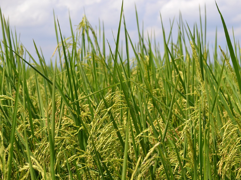 Prevención agroclimática para la agricultura