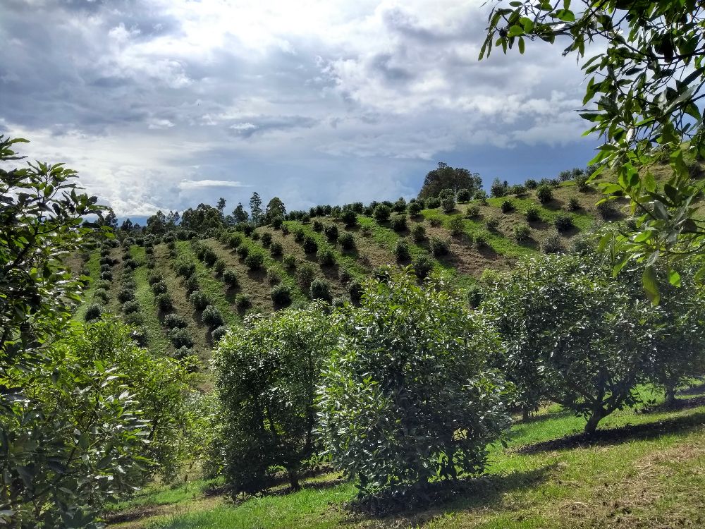 The green gold makes its way in the Department of Cauca