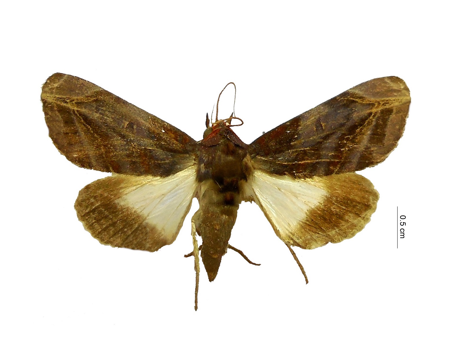 Hemicephalis alesa (Druce, 1890) 
