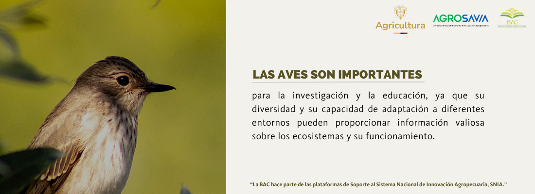 Aves Migratorias 4