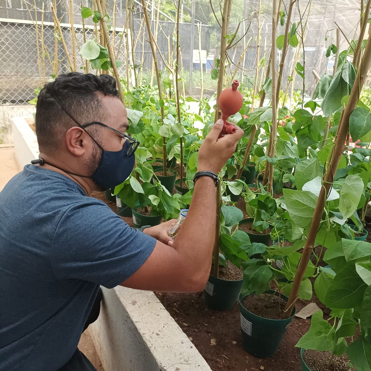 AGROSAVIA Vincula A Su Primer Becario Postdoctoral En Investigación Que Busca Aumentar La Producción De Frijoles En El Cesar4