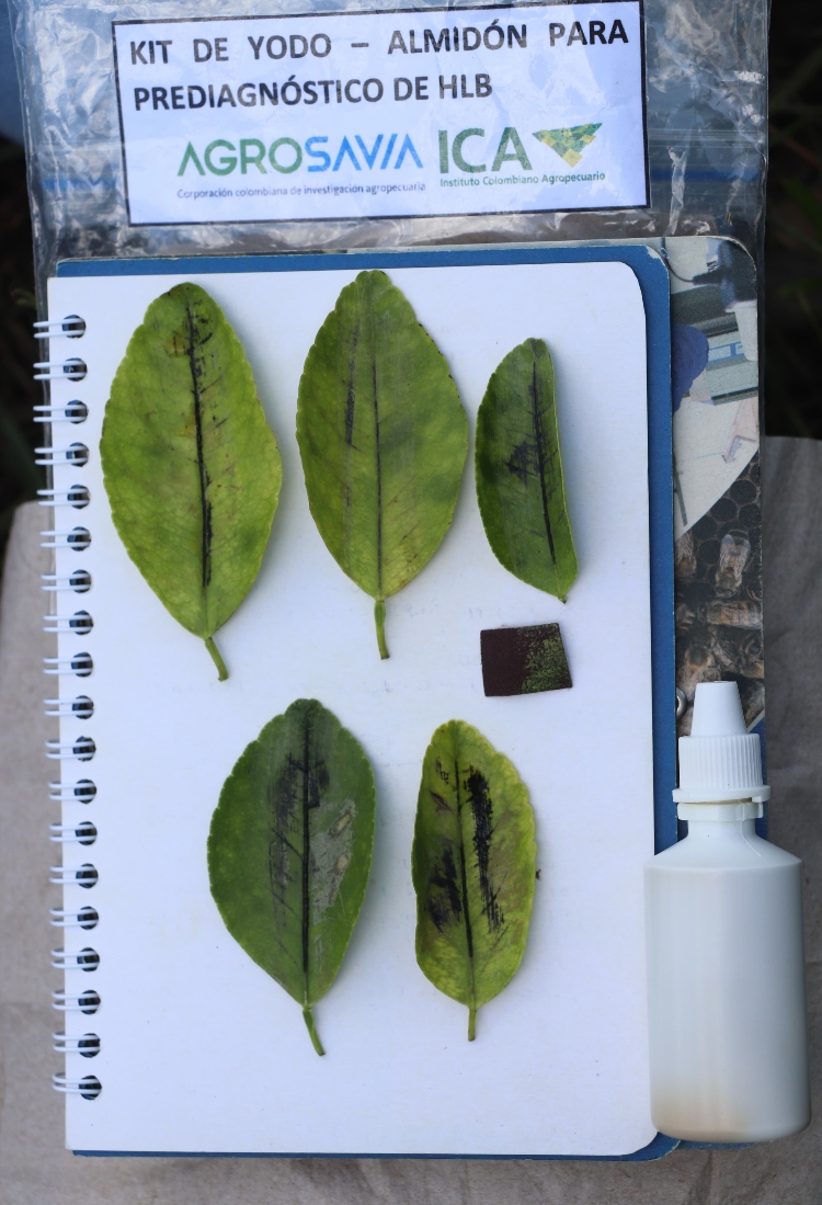 Primera Gira Técnica Nacional De Citricultores AGROSAVIA ICA (2) AGROSAVIA
