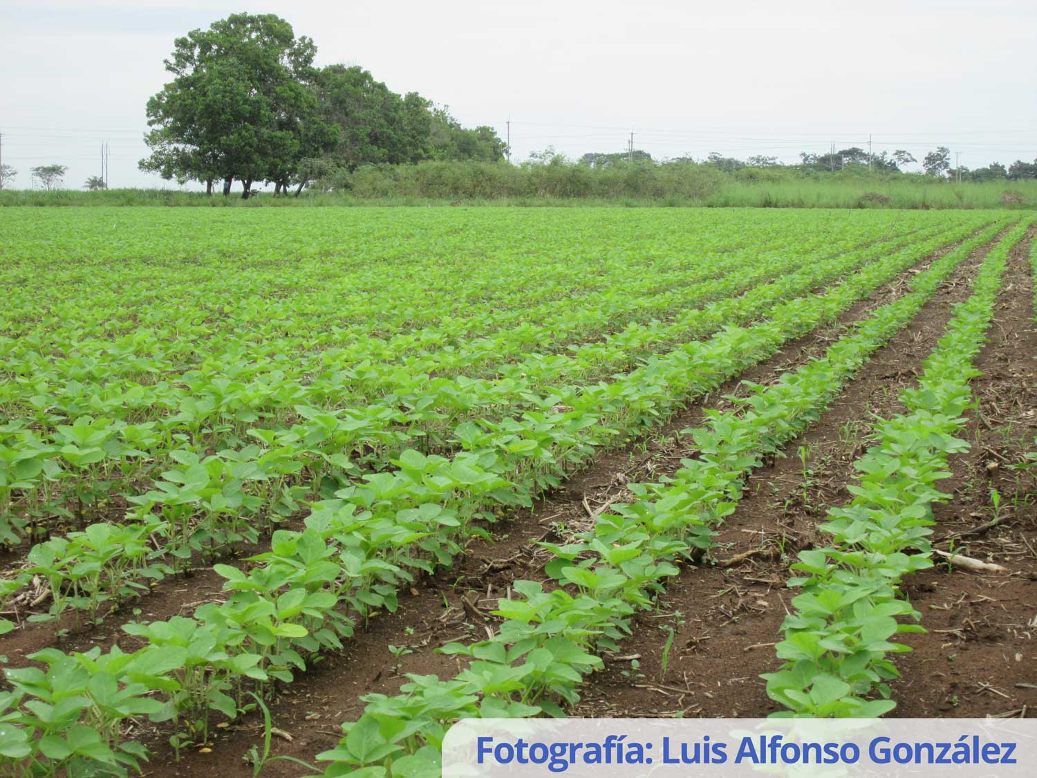 Luis Alfonso González 5