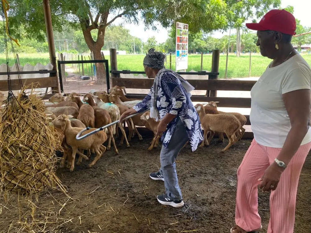Promotoría Campesina Ovino Caprina2 Fotor Webp
