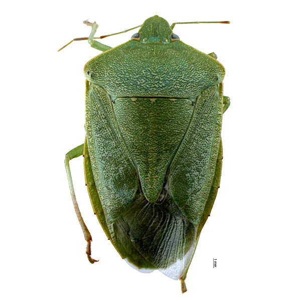 Nezara Viridula 600