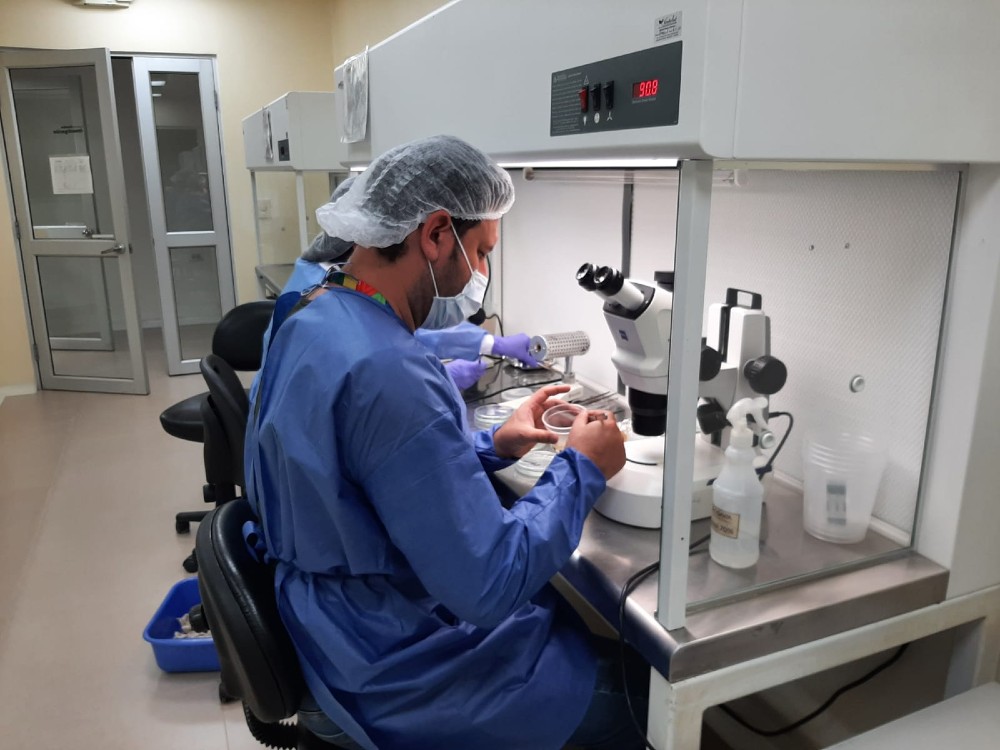 Biotecnología y técnicas de multiplicación como parte de la estrategia para hacer frente a Foc R4T en musáceas