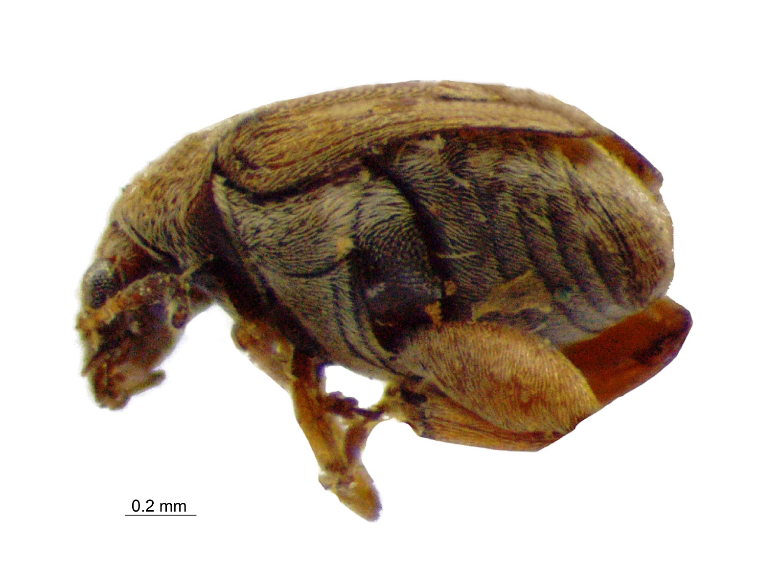 Acanthoscelides zulia Johnson, 1990