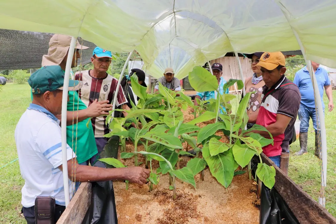 Un renacer desde el Plan Nacional Semilla