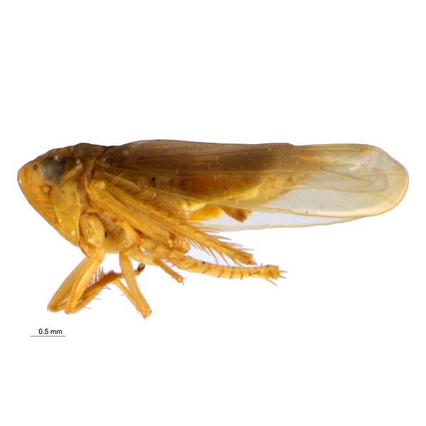 <p>Cicadellidae</p>