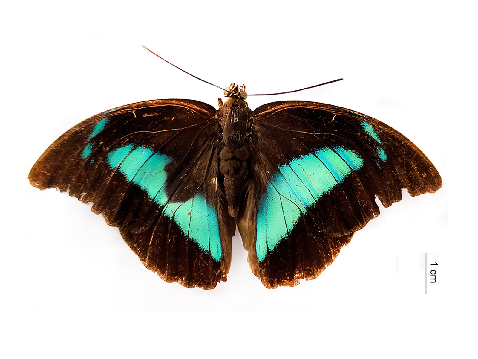 Archaeoprepona demophon (Lineo, 1758) 