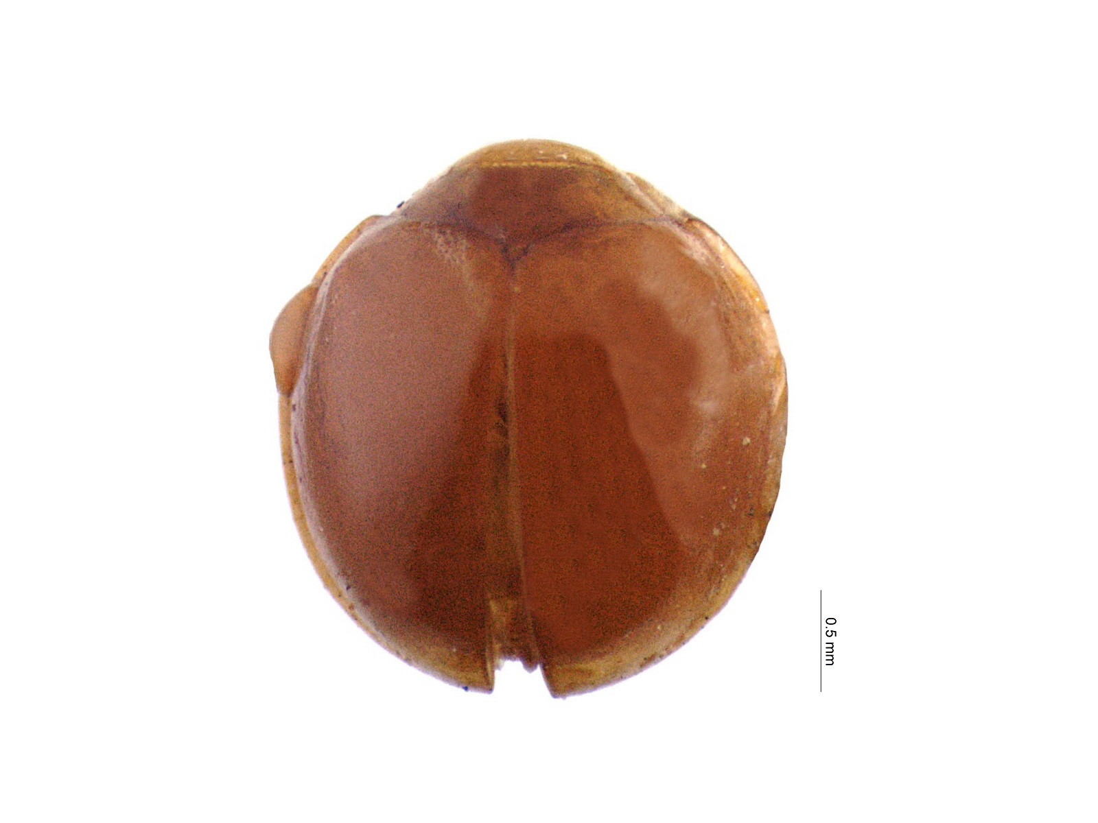 Pentilia castanea Mulsant, 1850 