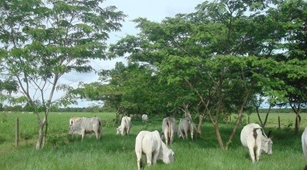 Recomendaciones para el establecimiento de sistemas integrados de cultivos, forrajes y forestales para ganadería.