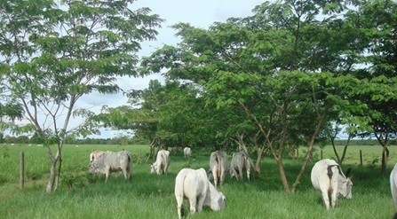 Recommendations for the establishment of integrated crop, forages, and forestry systems for livestock