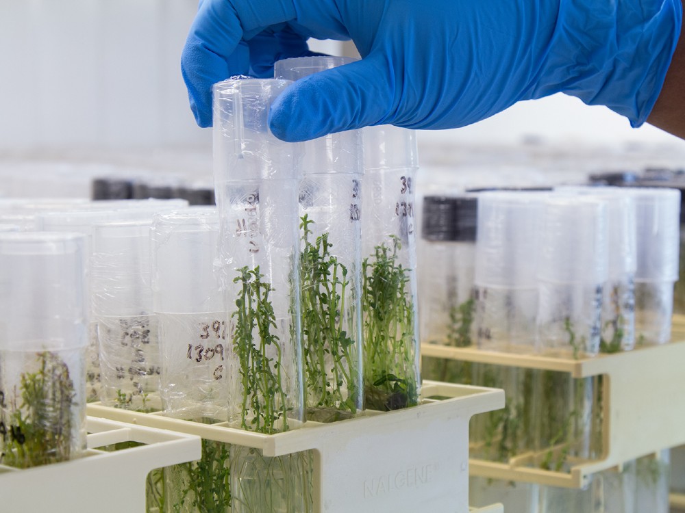 AGROSAVIA entrega resultados para atender futuras epidemias en cultivos de papa