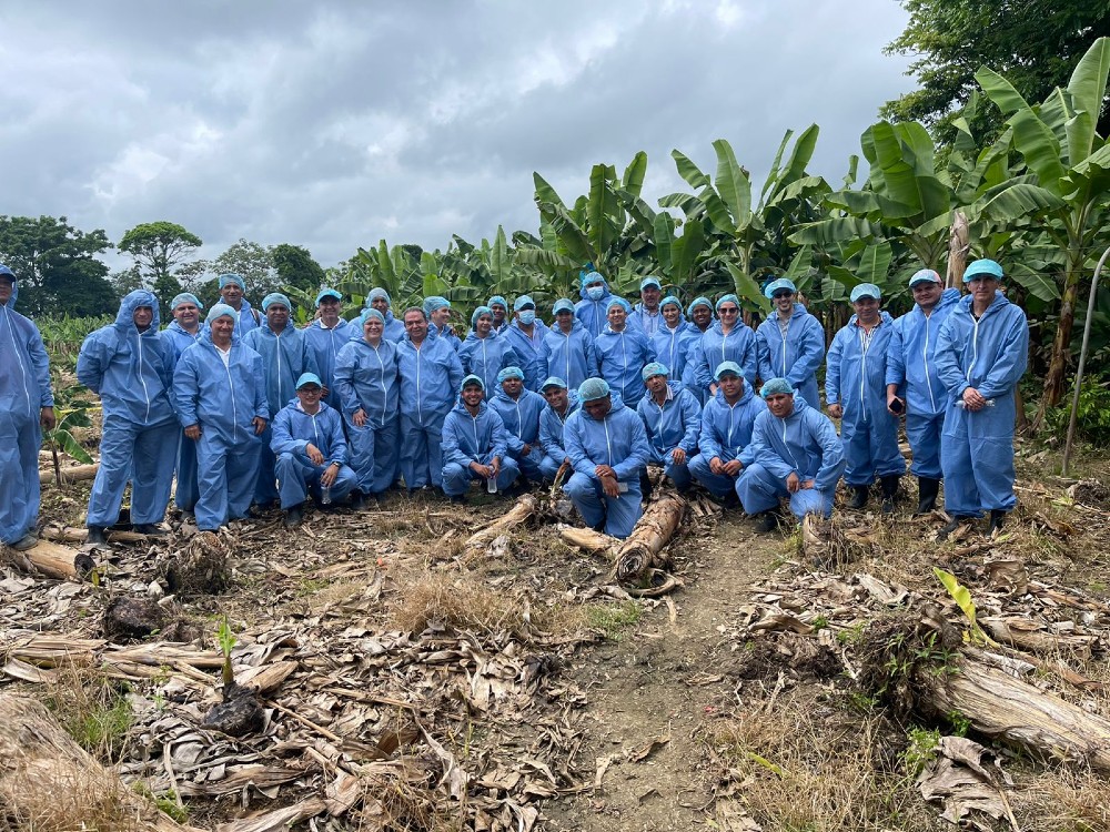 Augura, AGROSAVIA y el ICA, realizaron simulacro ante una 
posible aparición de Fusarium Raza 4 Tropical en Urabá